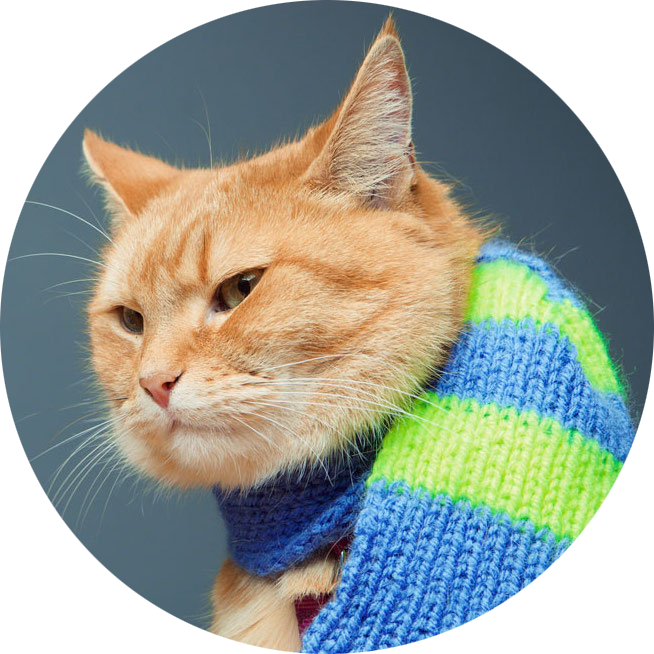 Katten Bob